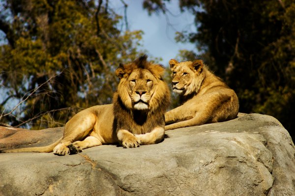Comment planifier une expédition pour observer les lions dans le parc national du Serengeti, Tanzanie?